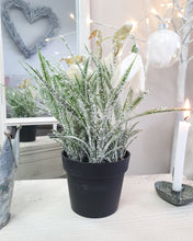 Load image into Gallery viewer, Frosted White Fritillaria Plant