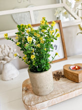 Load image into Gallery viewer, Dainty Yellow Floral Plant In Rustic Pot
